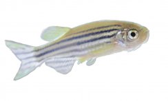 Zebrafish Research