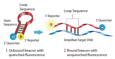 Molecular Beacons